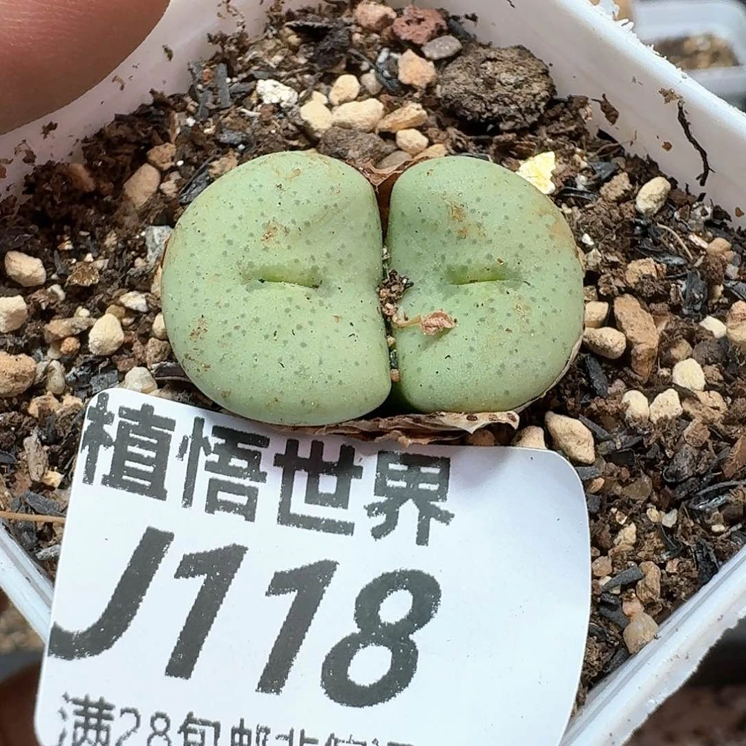 多肉植物的润泽额f