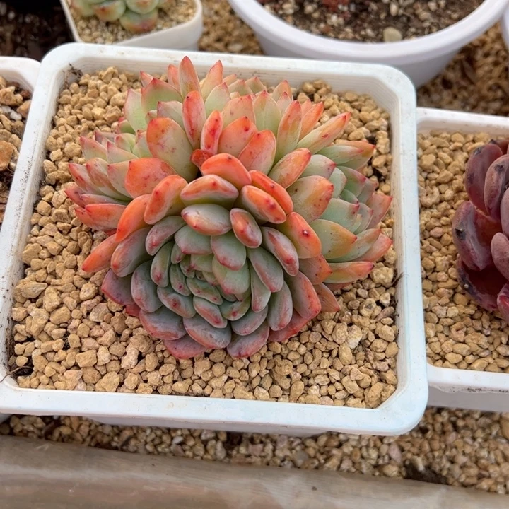 全明星 缀化 夏鸣园艺