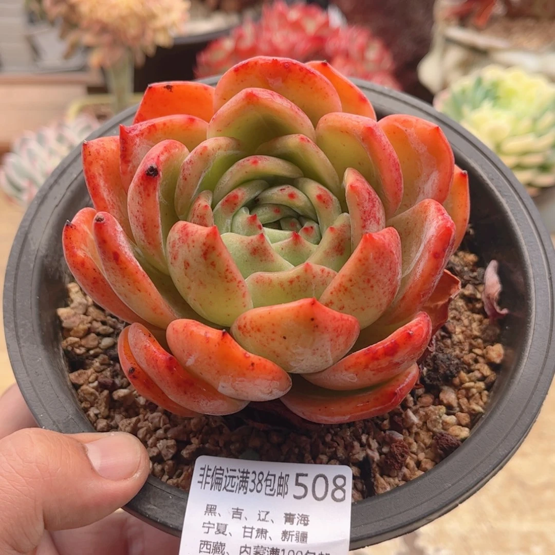 508香槟德华多肉