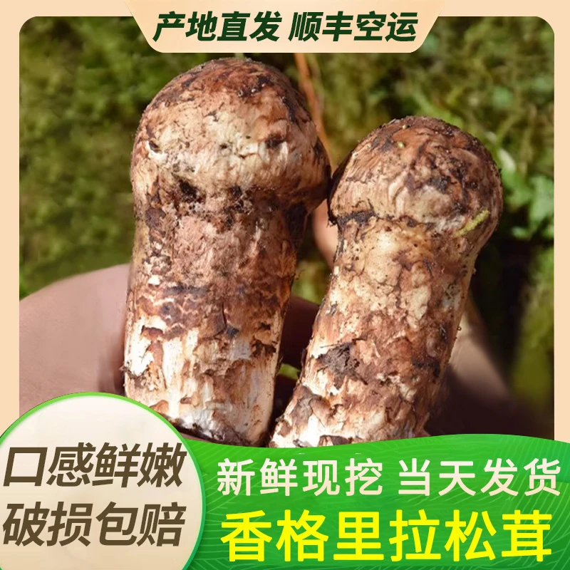 云南特产新鲜松茸香格里拉菌菇正宗菌子不开伞现货现挖当季食材