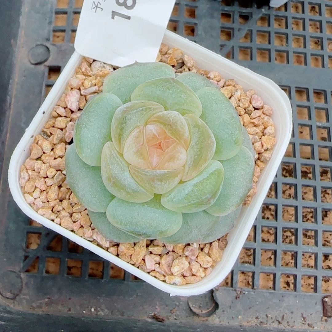 奶油黄桃，1825多肉植物