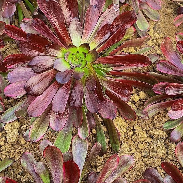 墨颜法师手捧多肉植物