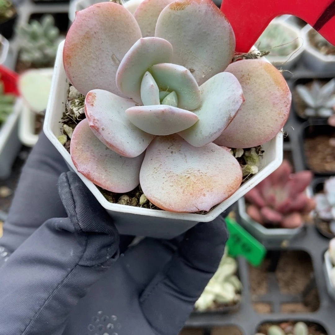 647风橙多肉植物多肉