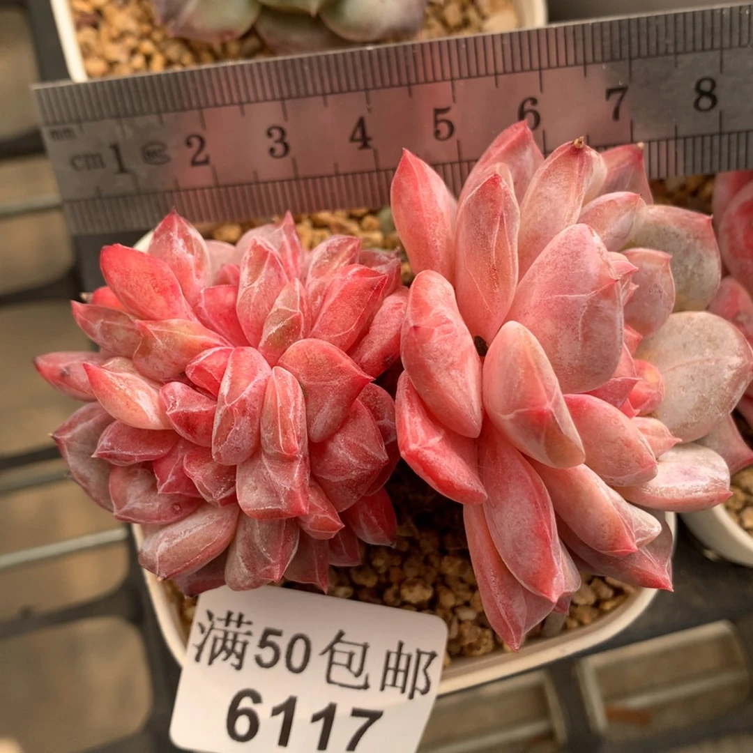 6117。老桩母本三心黛玉琥珀。