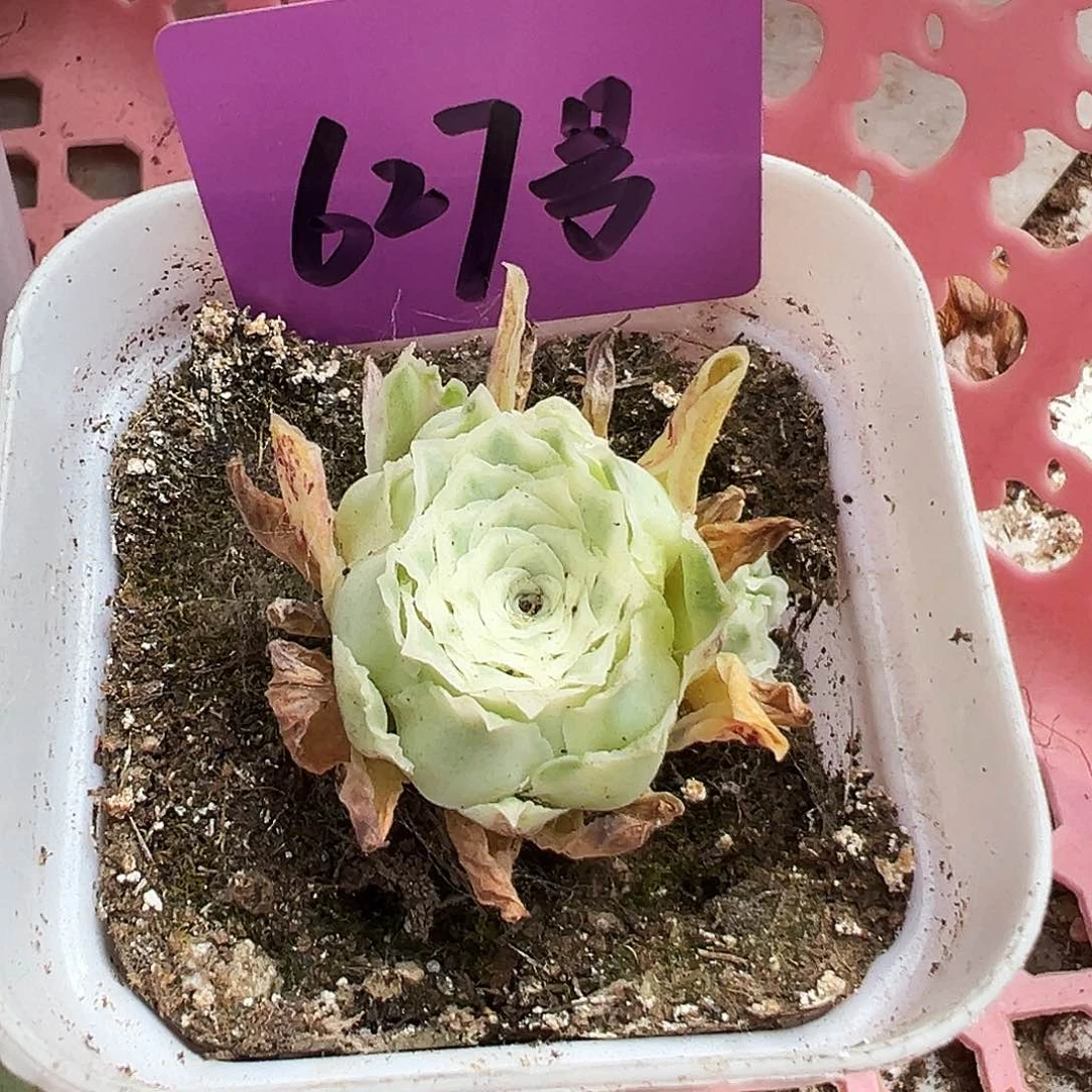 山地玫瑰锦秋夕6月6日627号