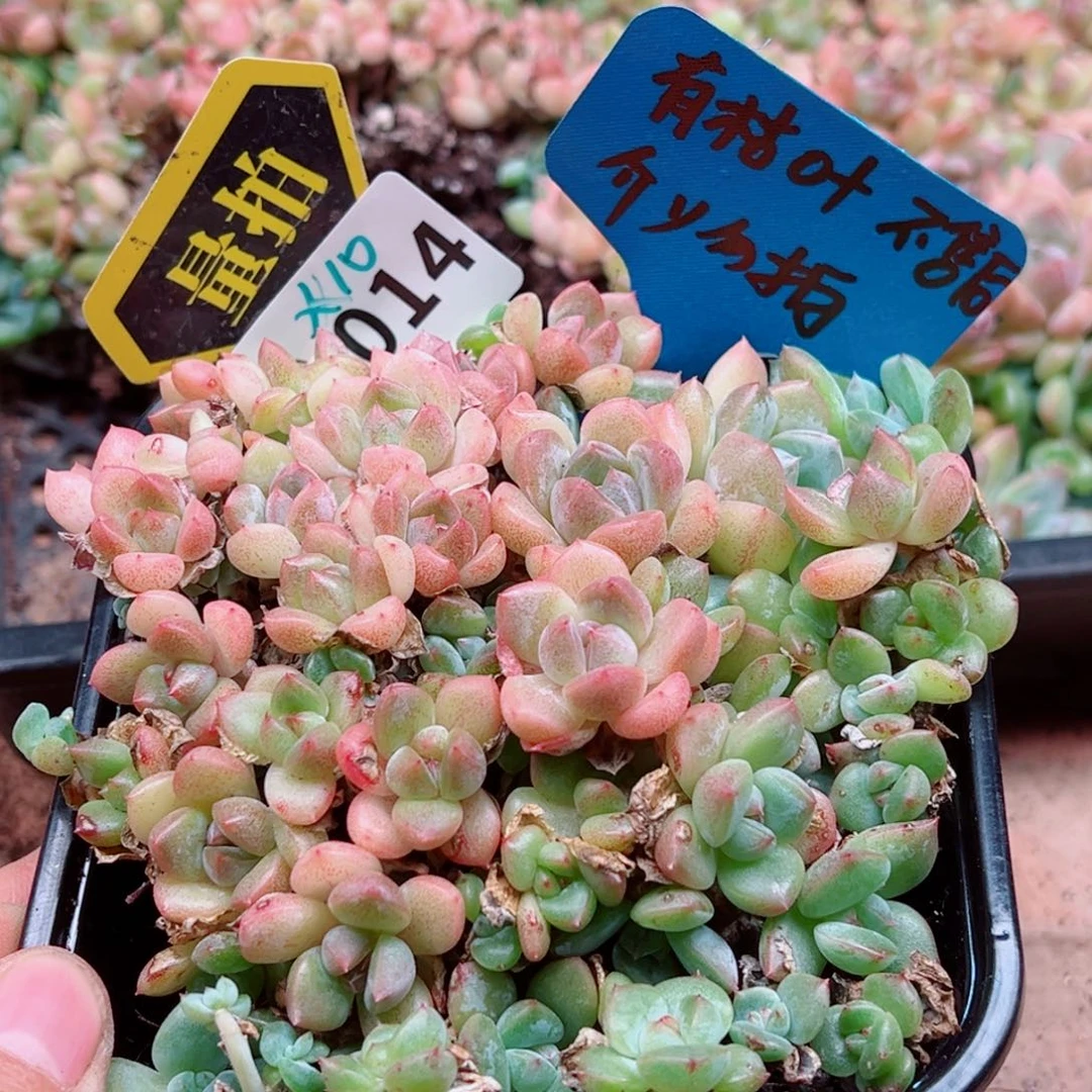 多肉植物多肉植物