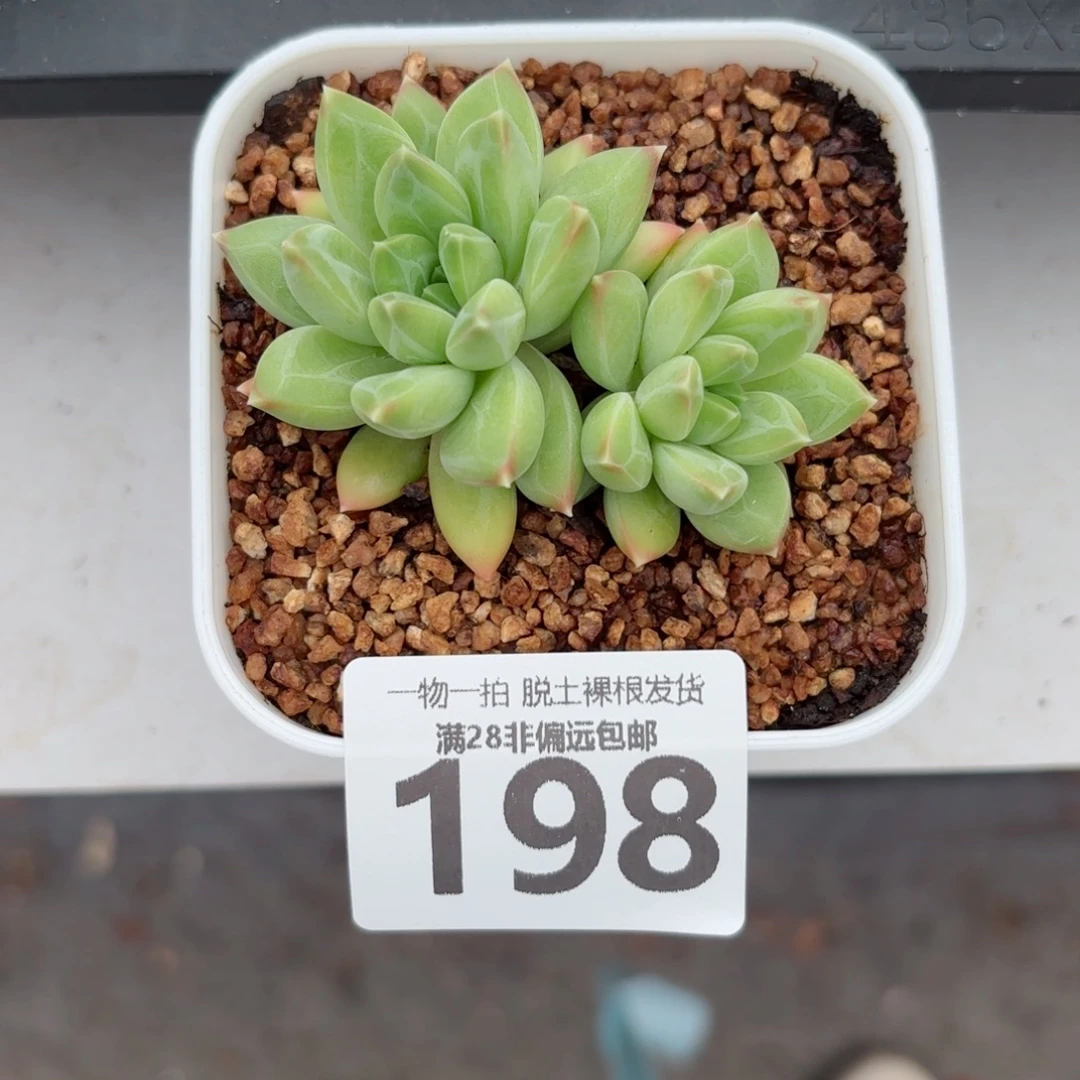 青花瓷无盆土发货
