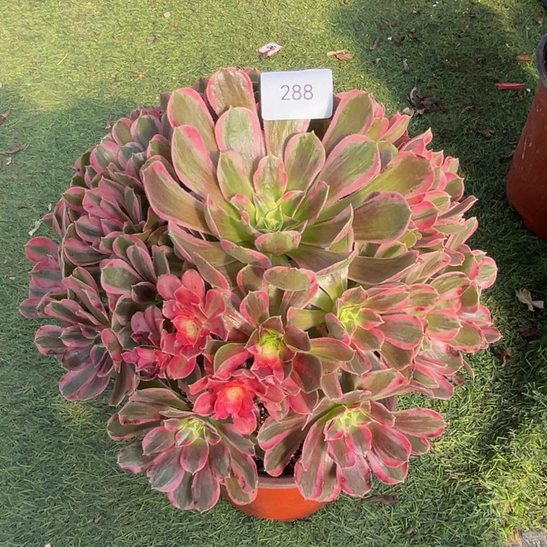 288花样年华精品法师