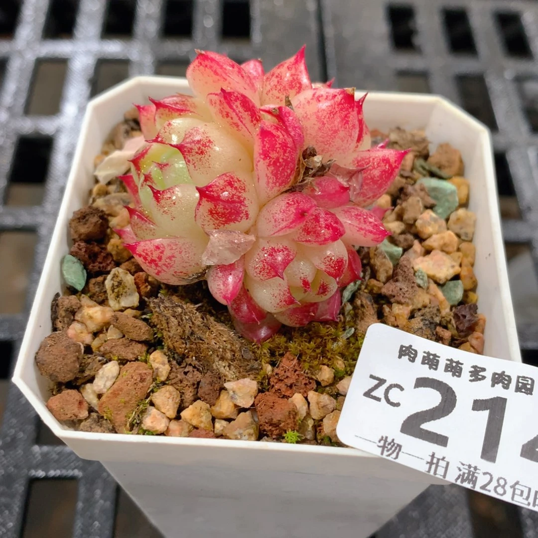 肉萌萌拇指盆精控多肉ZC214