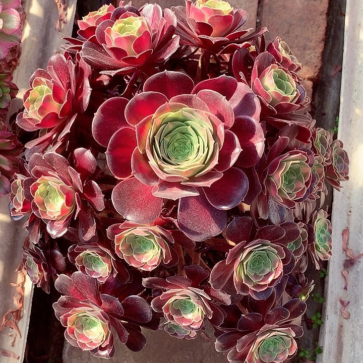 花纳锦，多肉植物