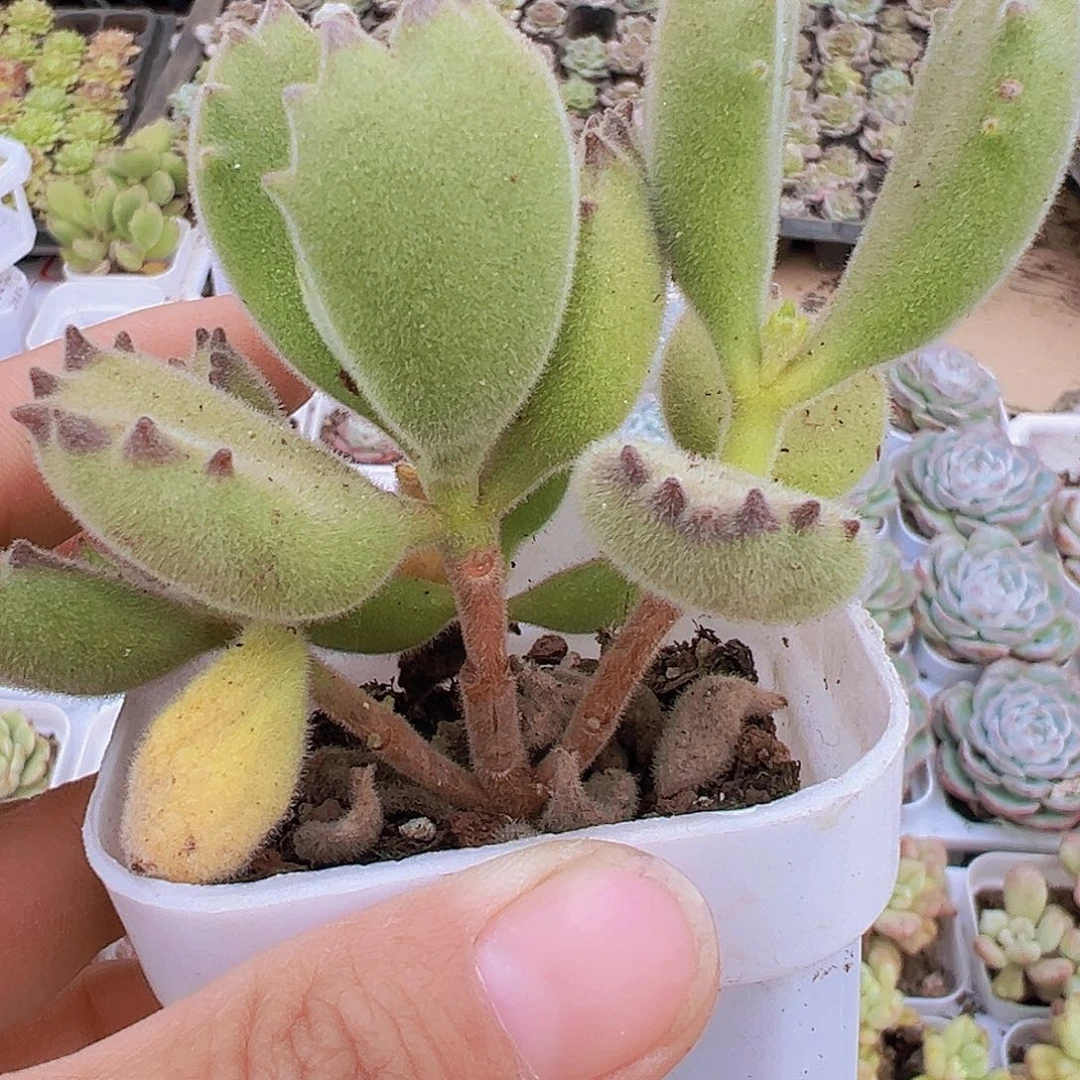 熊童子脱土发货19包邮多肉