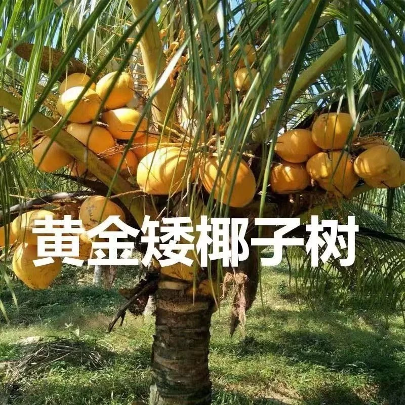 正宗矮化黄金椰子树苗盆栽富贵椰子树庭院地栽耐寒泰国椰子树包活