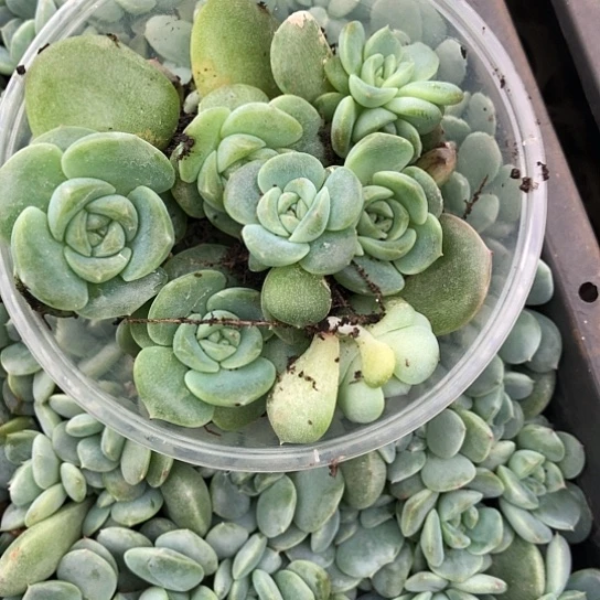 布***辣082荔枝飘枝谪仙饭盒小勿晒