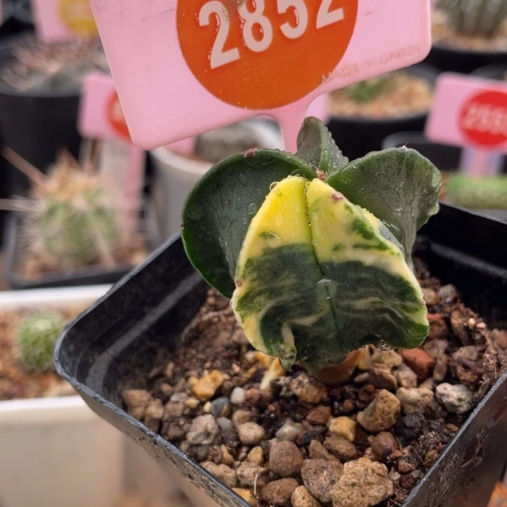 突生鸾凤玉锦2852