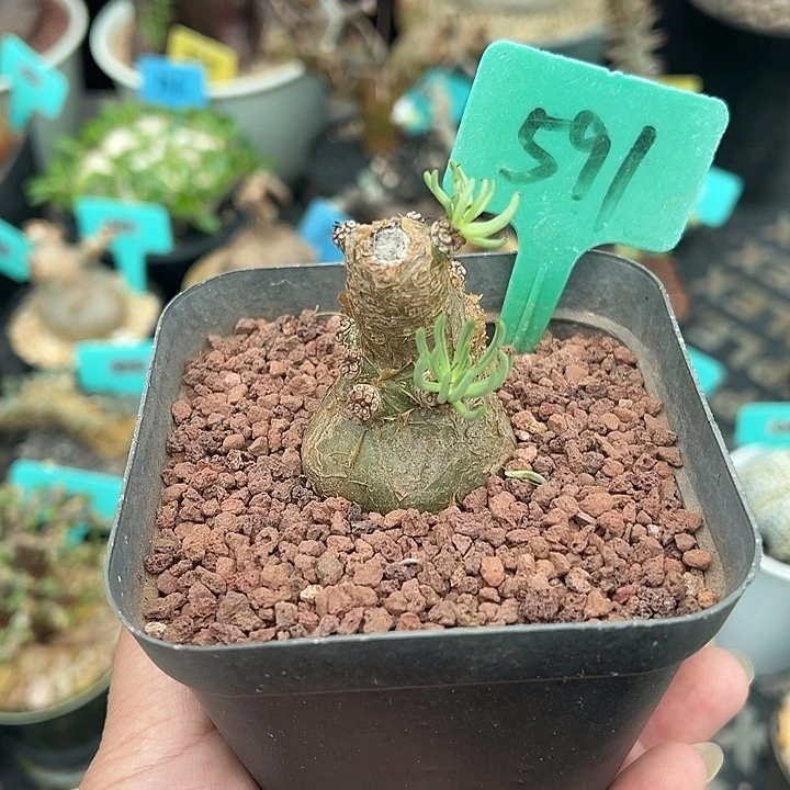 白象产地多肉植物591