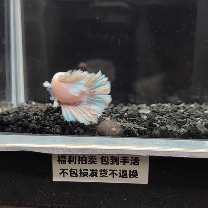 斗鱼竞拍跑单拉黑18日 4