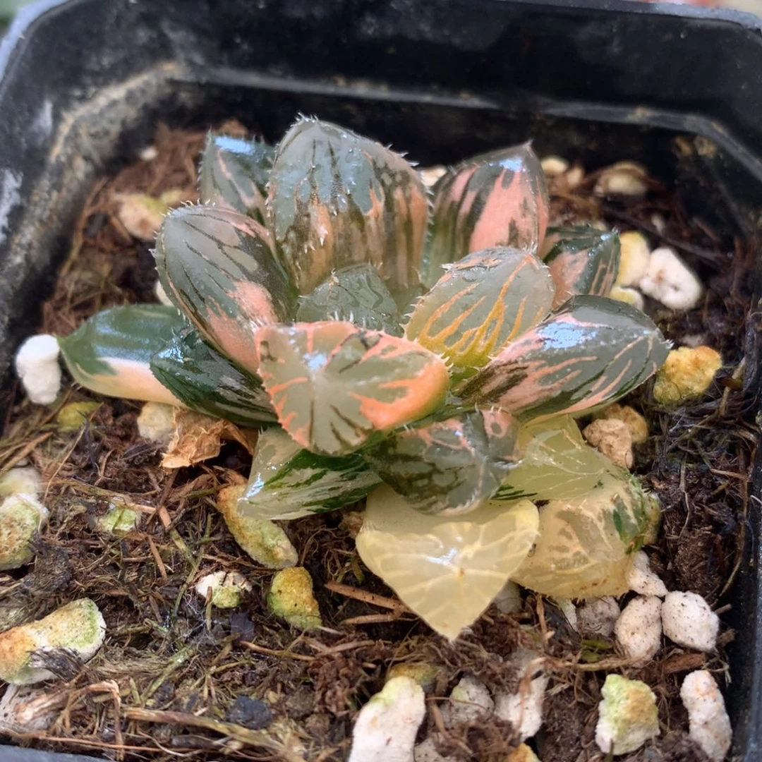 赤斑玉露锦，带盆发货