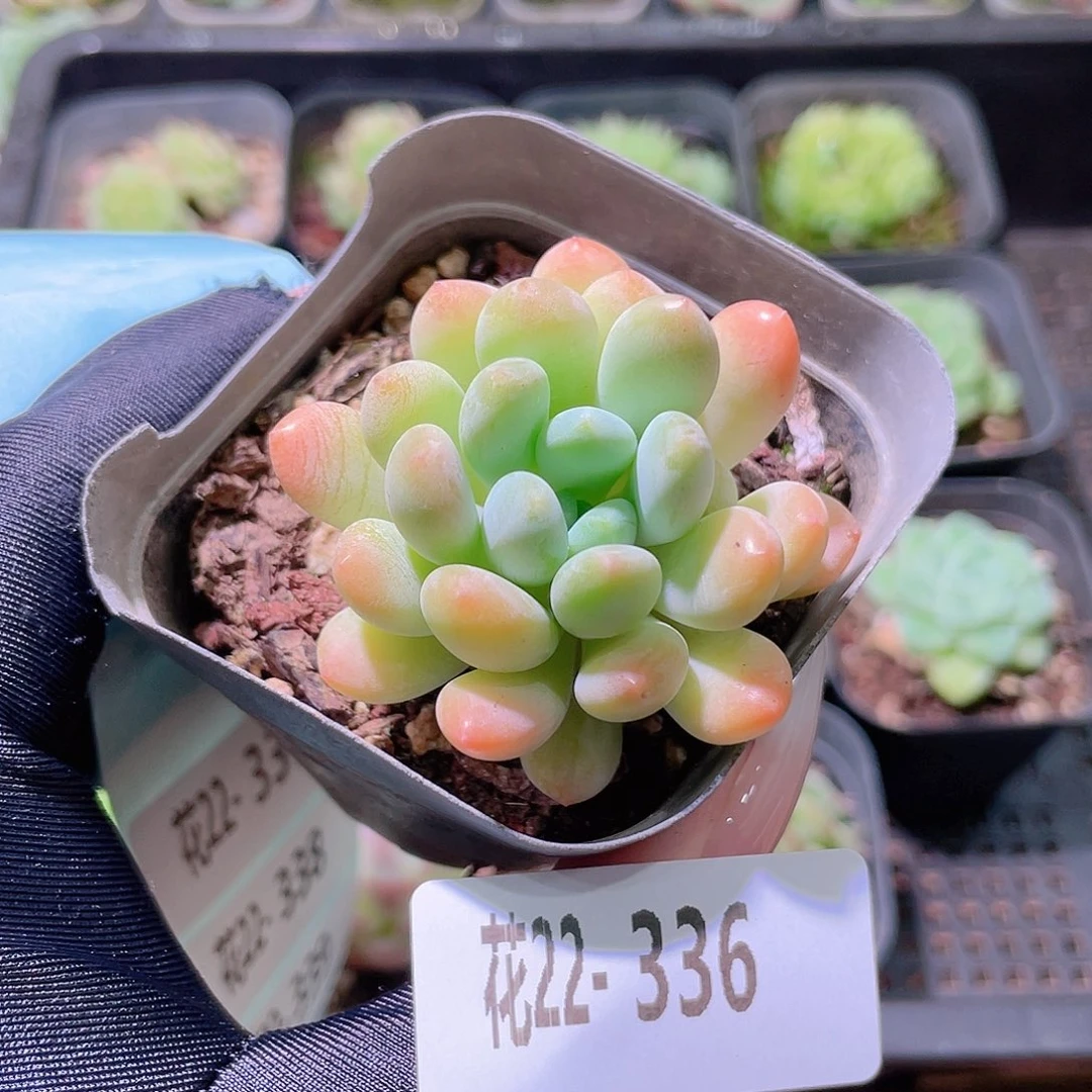 花利美22-336灯美人