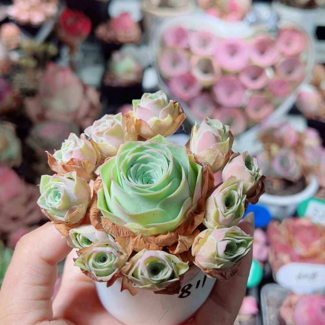 811水蜜桃飘枝手捧花。