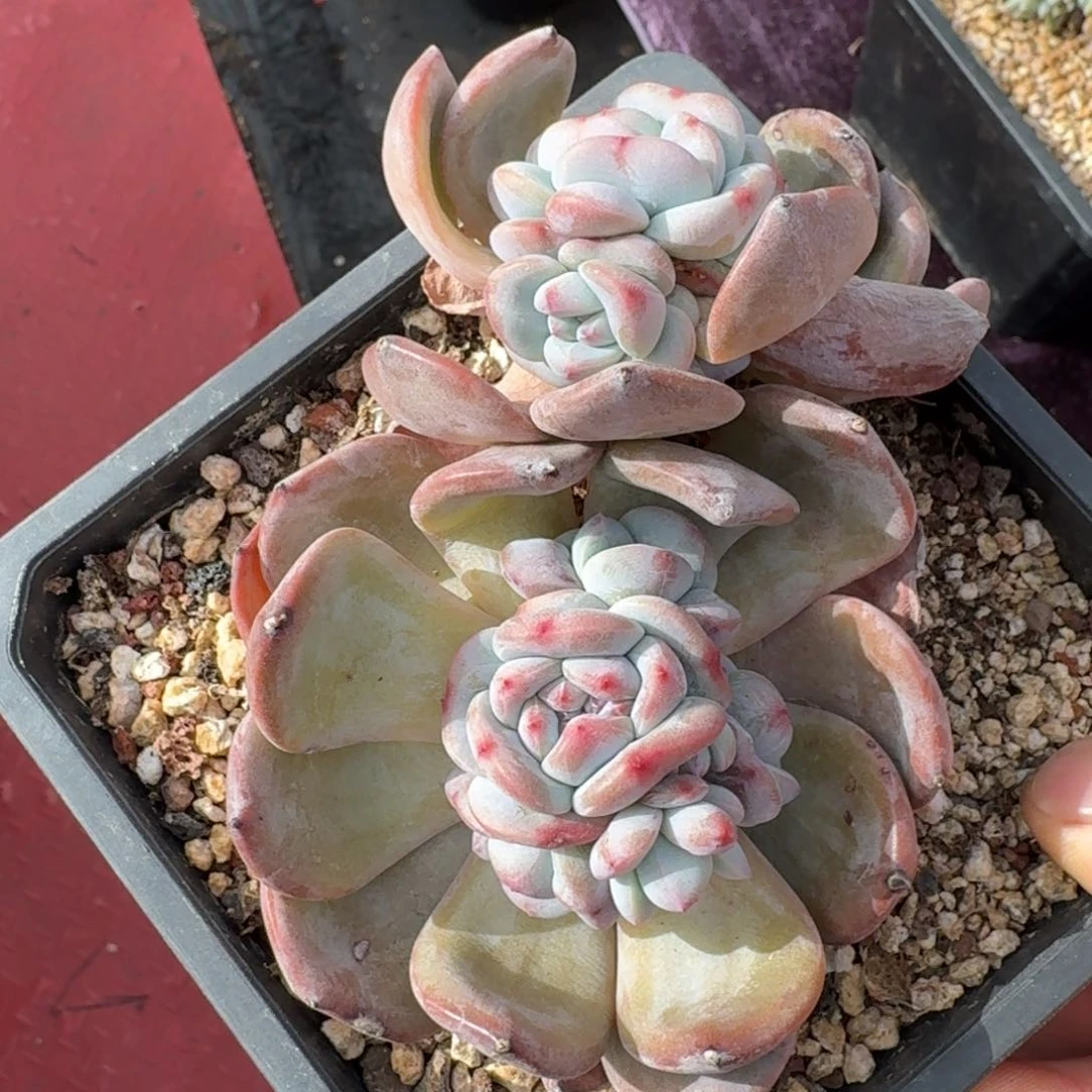 12厘米的尺寸一物一拍的