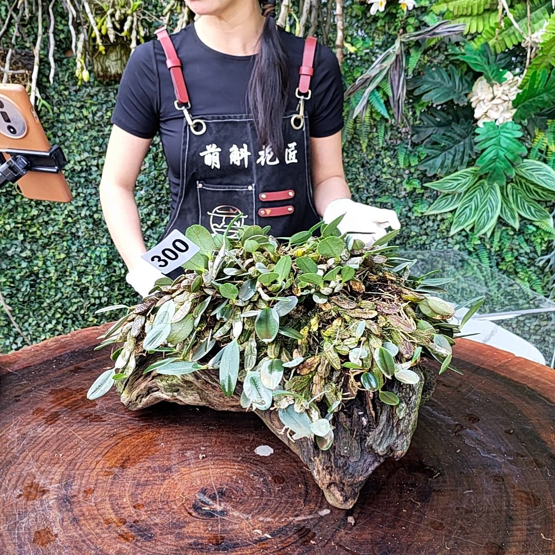 300小龟背花花花卉绿植