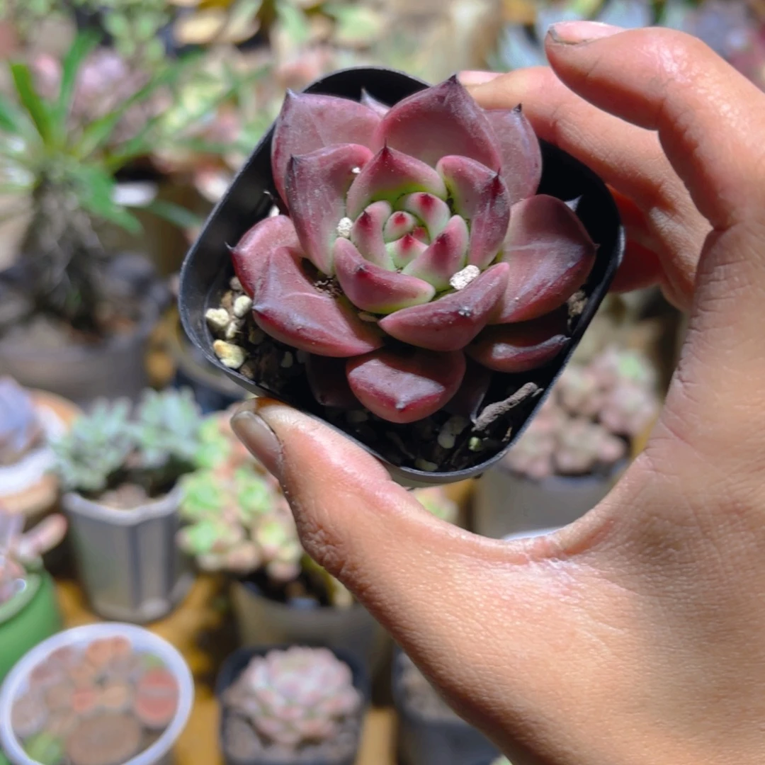 罗卡新疆包邮6.5cm