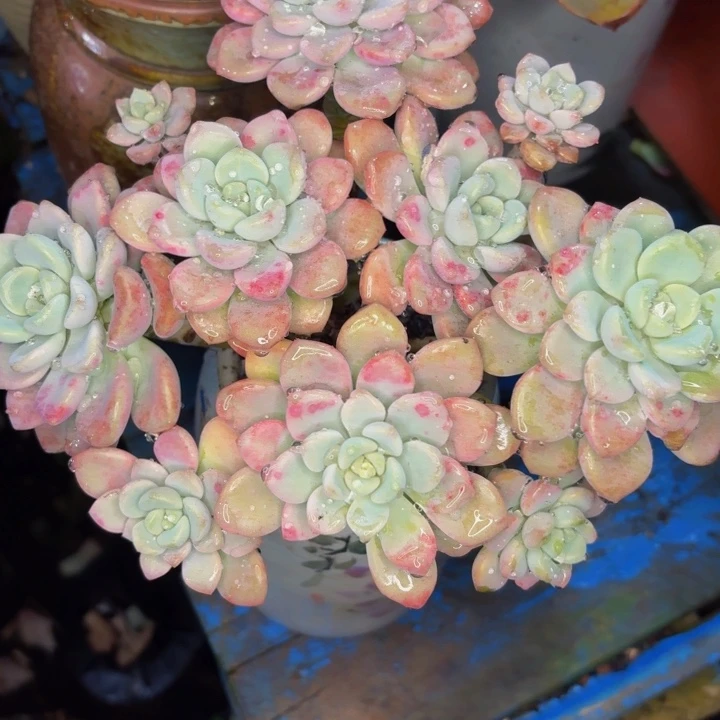 s***u老桩精品肉肉花斑路