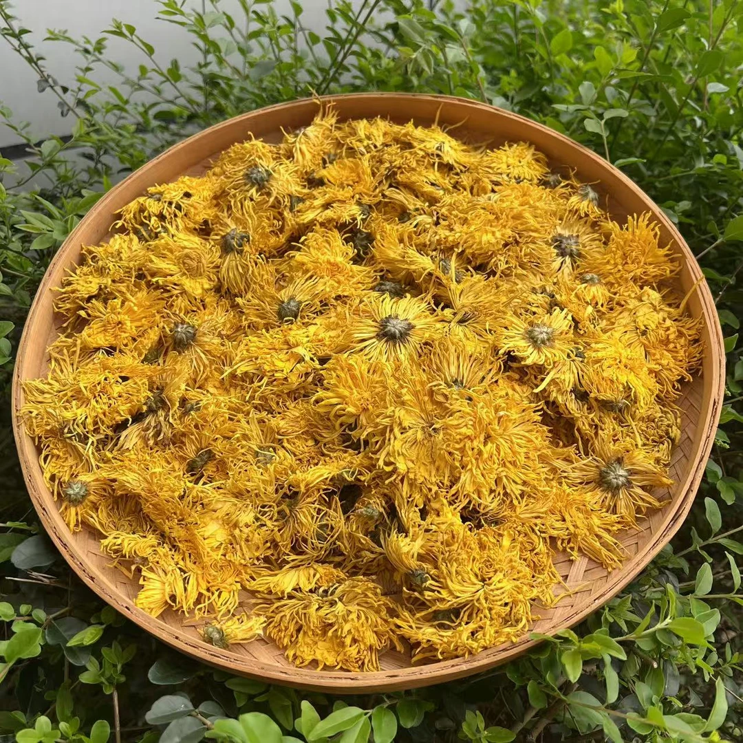 高山【金丝皇菊】菊花泡茶