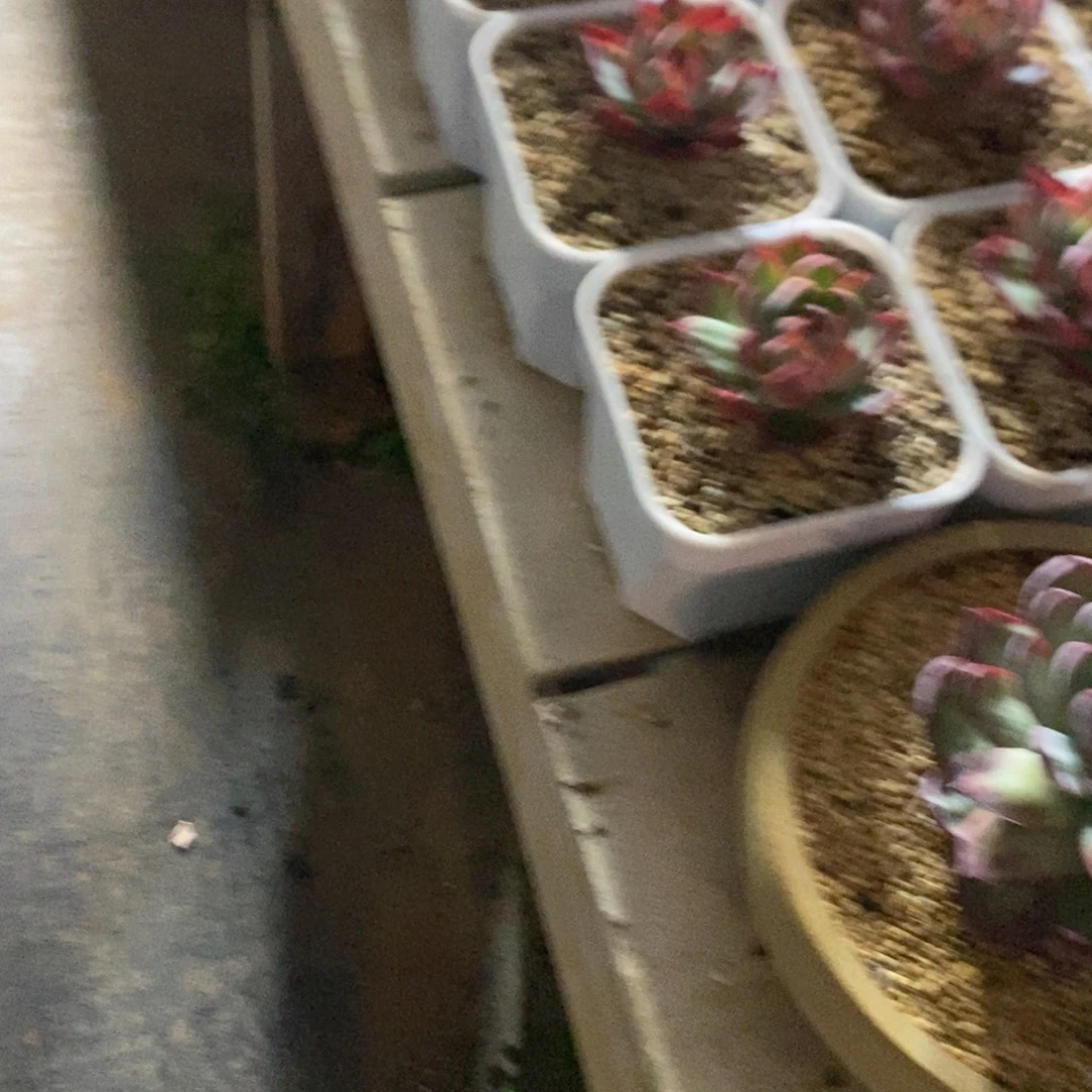 惊鸿仙子一物一拍