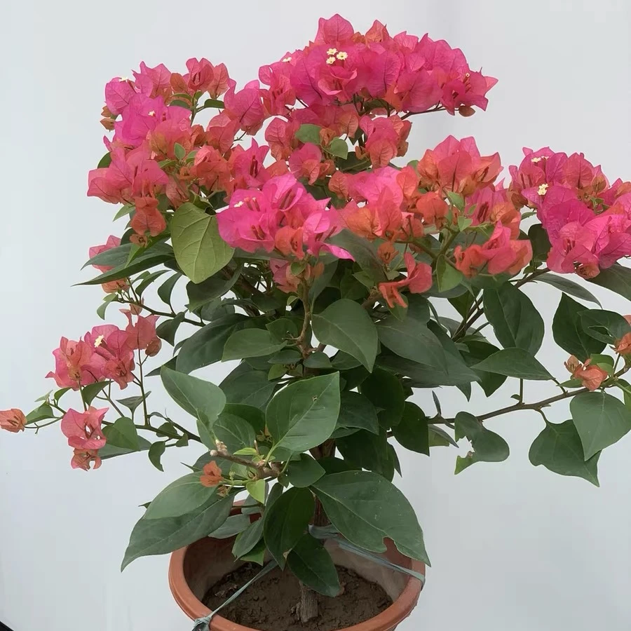 【同安红】三角梅盆栽百变花蝴蝶植物四季开花阳台庭院绿植盆景1