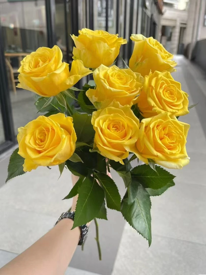 金枝玉叶玫瑰【收到花一定要醒花，不会的请联系客服】
