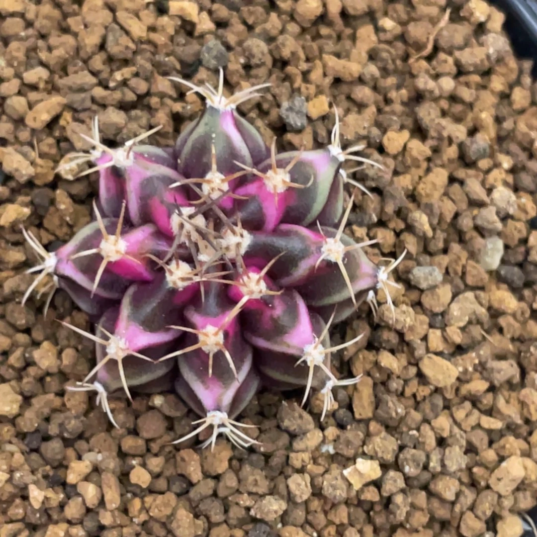 当前无花朵，栽培后可花朵虎斑粉V背