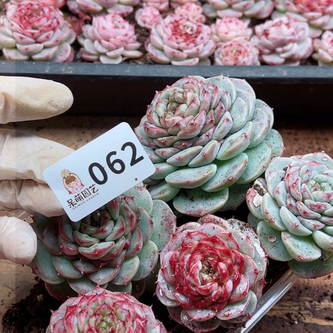 ?多肉植物多肉植物