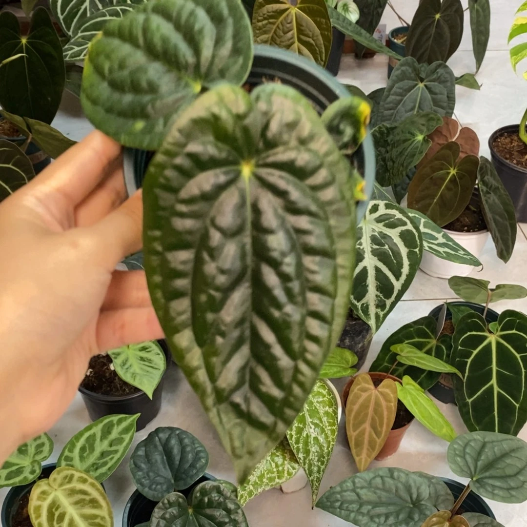 不开花植物黑水晶杂奢华