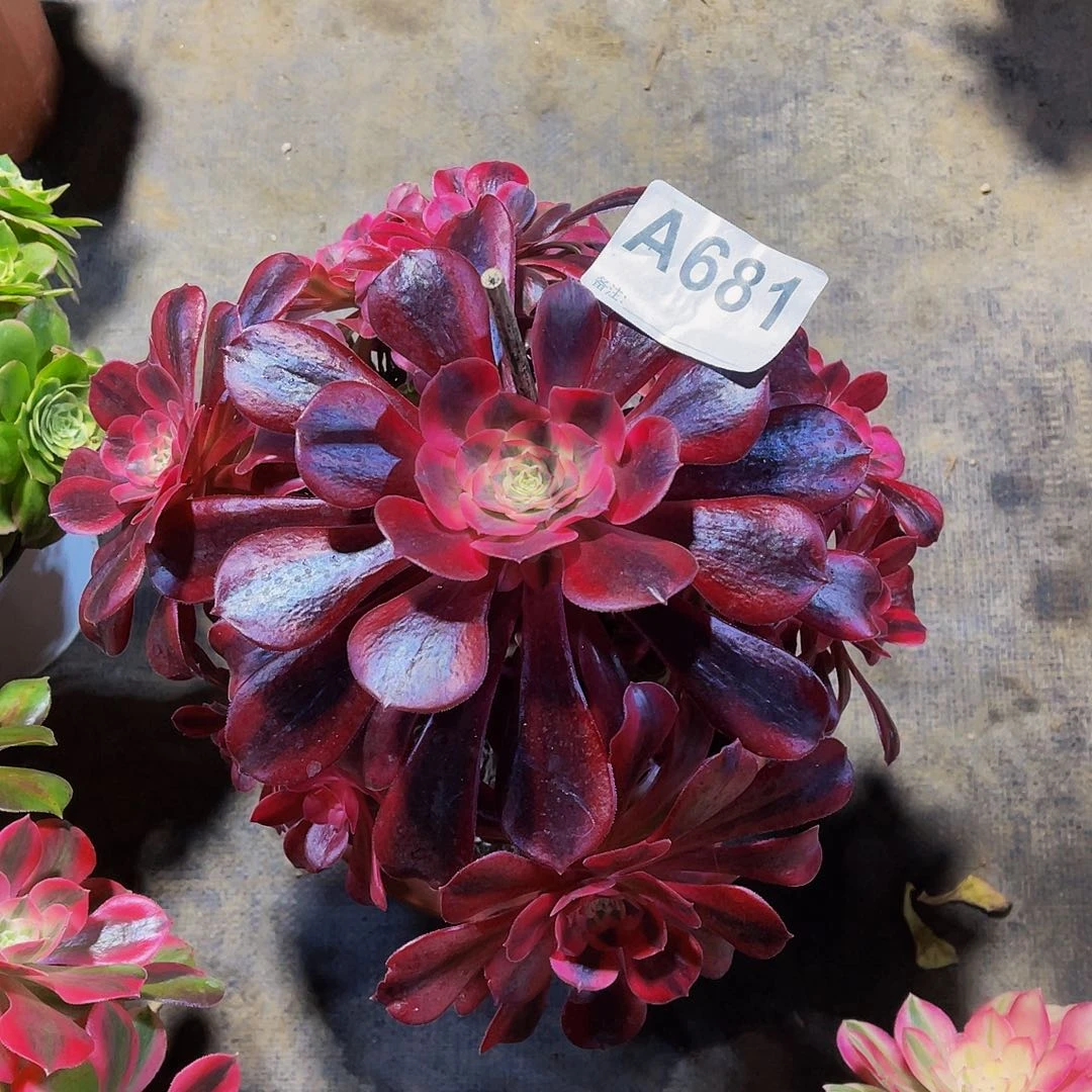 美杜莎681拖土法师