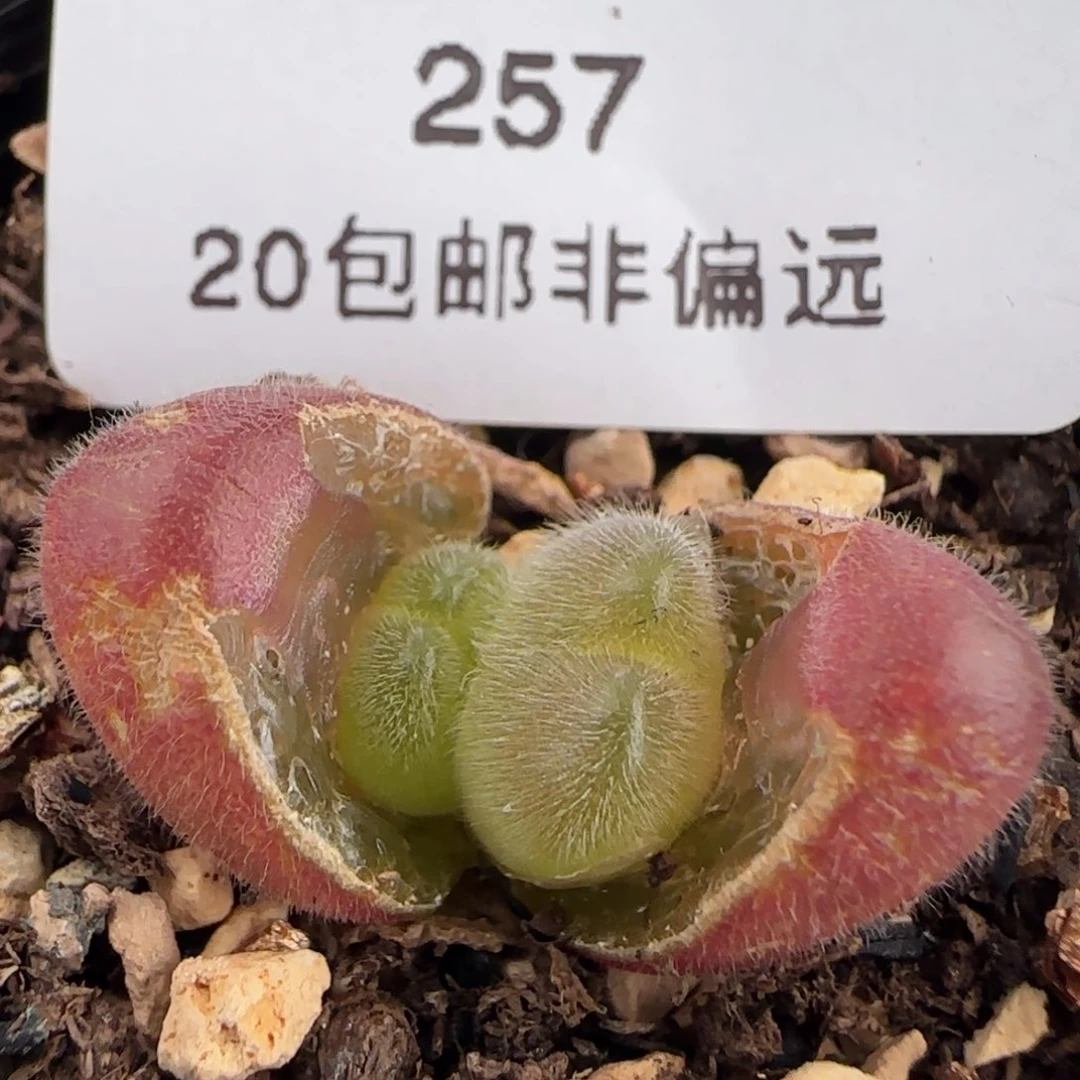 长毛翠带盆土发货。