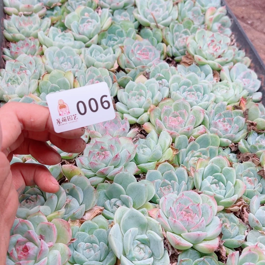 芽***呀多肉植物多肉植物