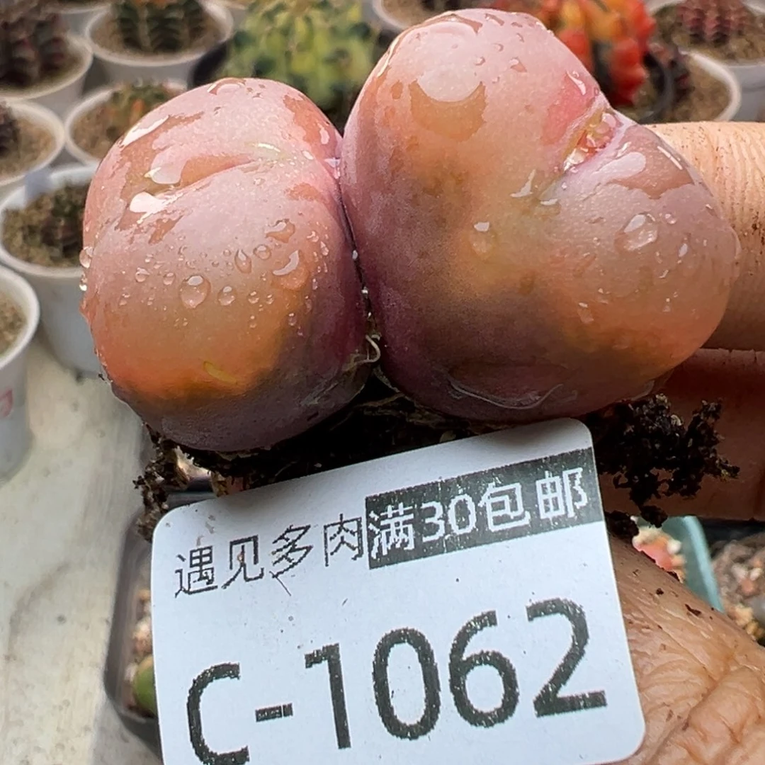 多肉植物1111111111111