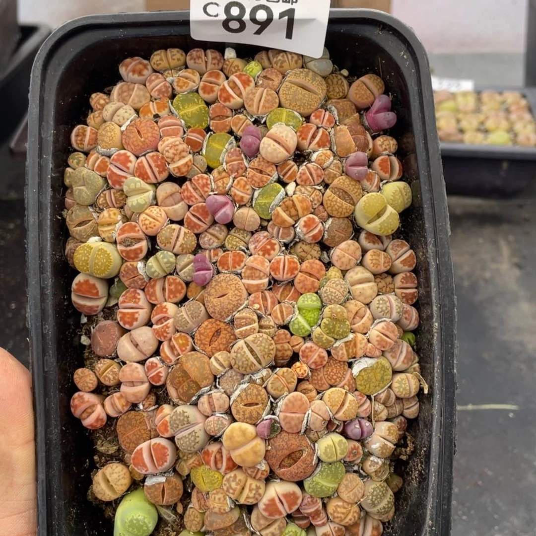 红陶000000000000000891