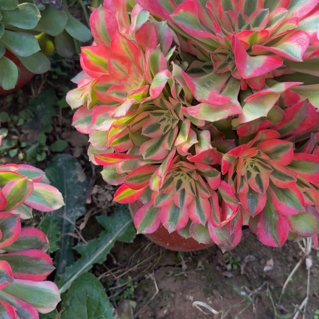 434多肉植物捧花的时候