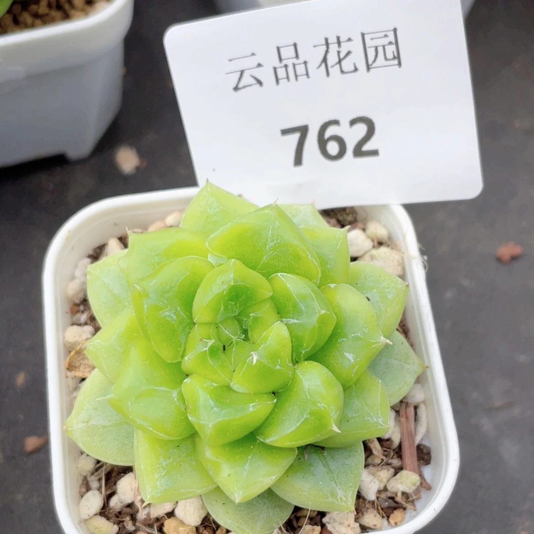 762号糖心冰心珍妮 七喜