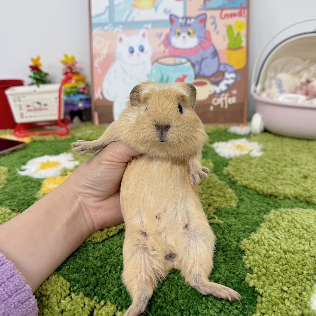 旋风奶黄冠毛弟弟顺丰包邮
