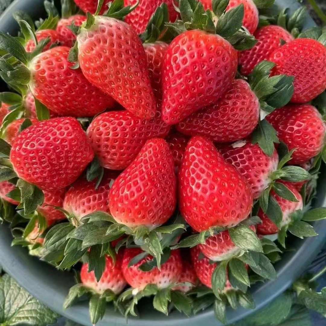 陕西西安产牛奶草莓2斤装