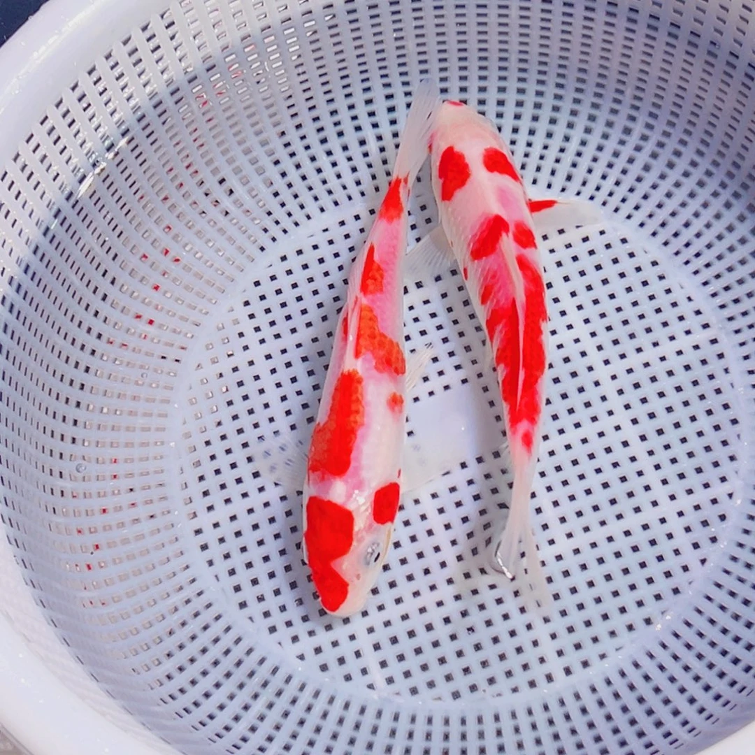 锦鲤锦鲤观赏鱼1111