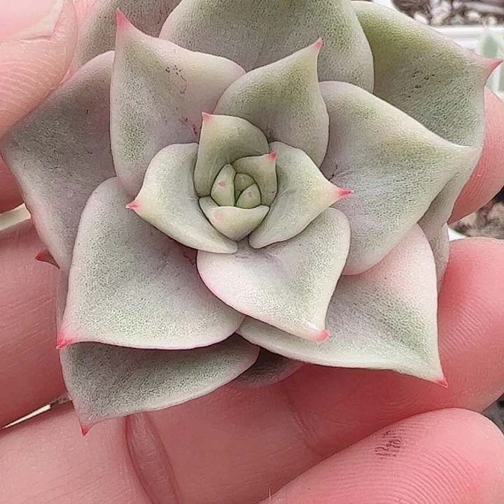 代*～多肉植物为多肉植物