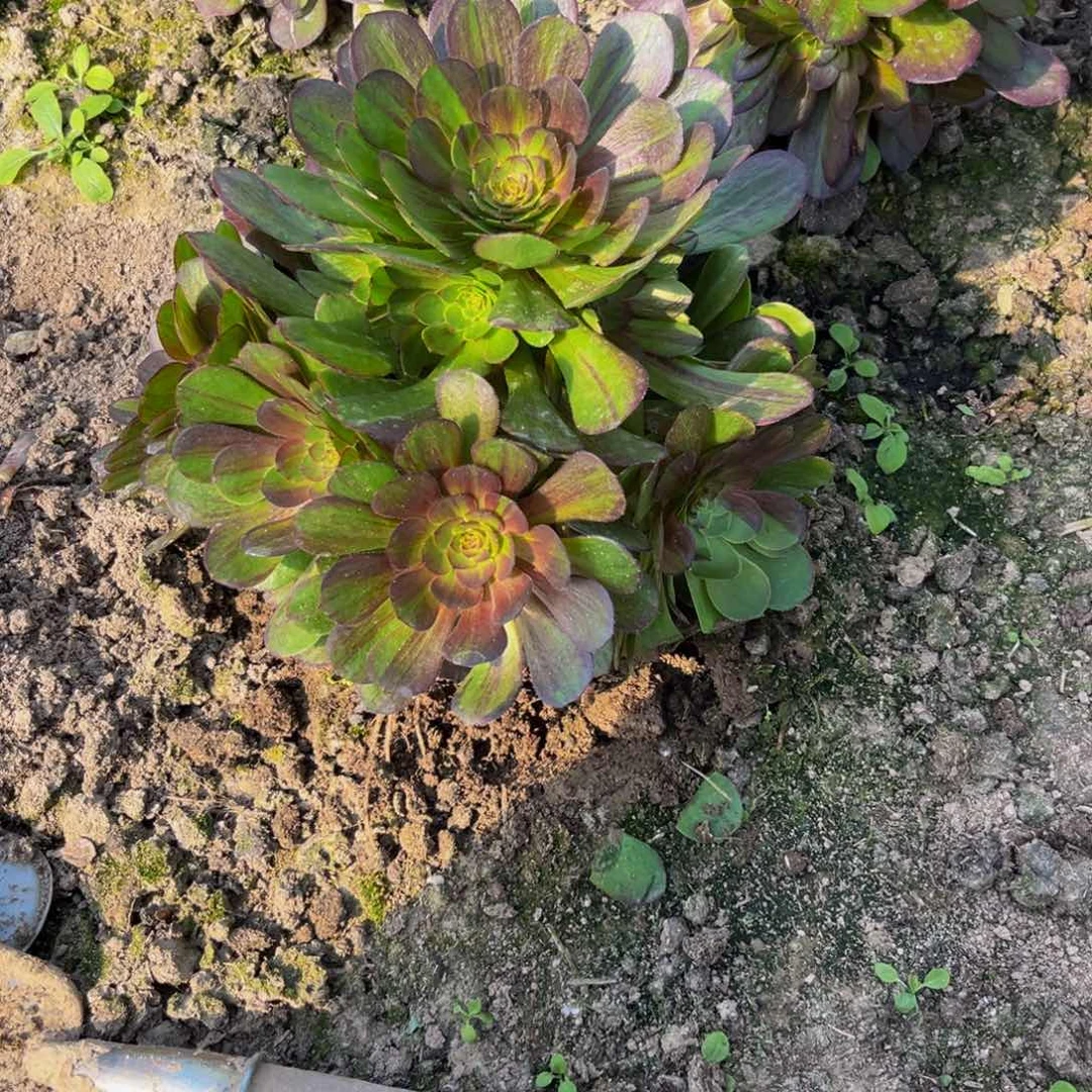 花月夜多肉植物捧花