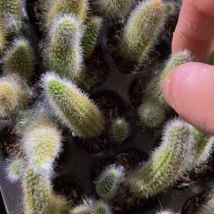 小九尾狐1元带土发