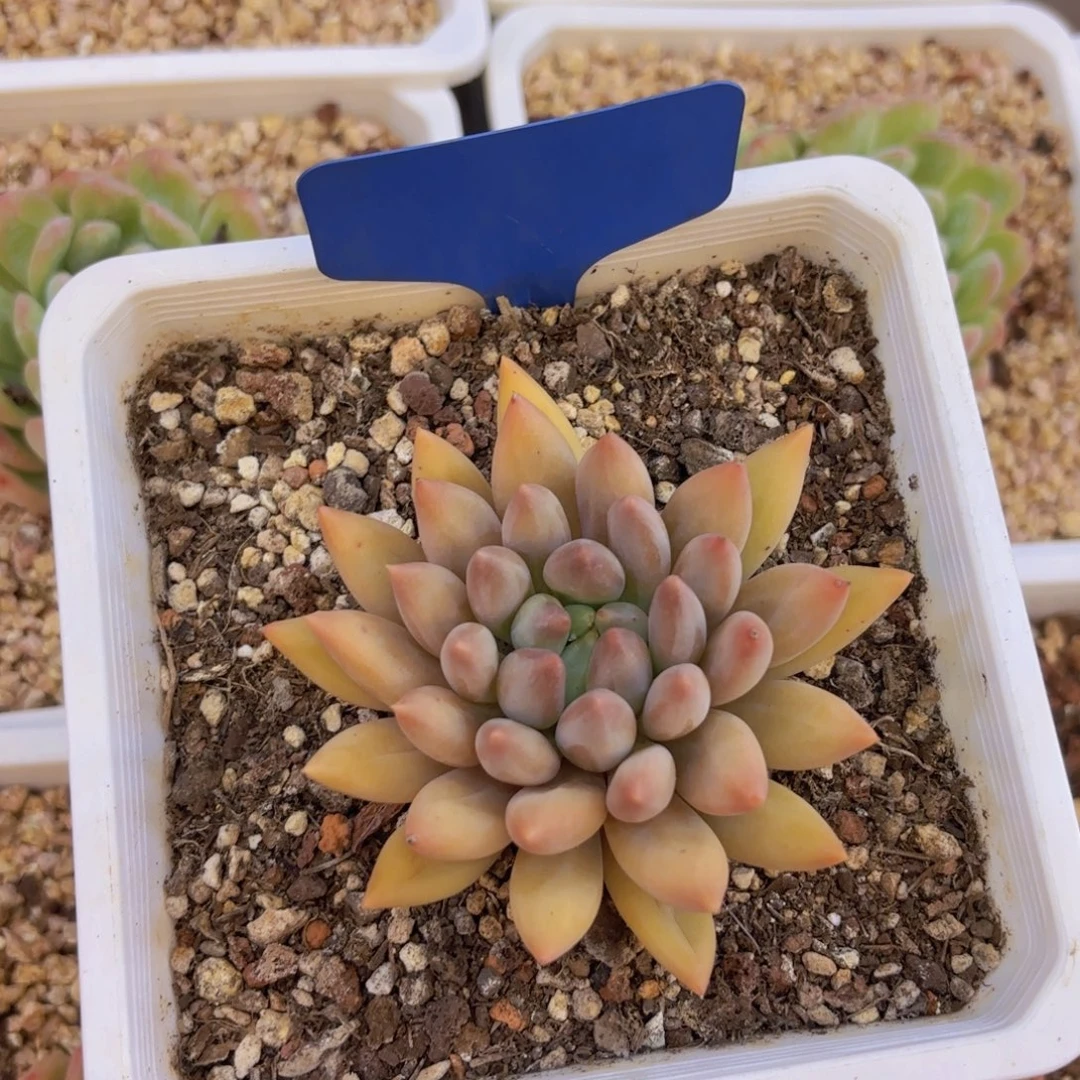 我的小可爱们都好可爱