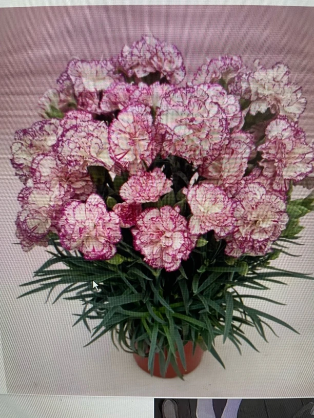 康乃馨盆栽带花苞重瓣石竹花苗室内庭院绿植四季开花