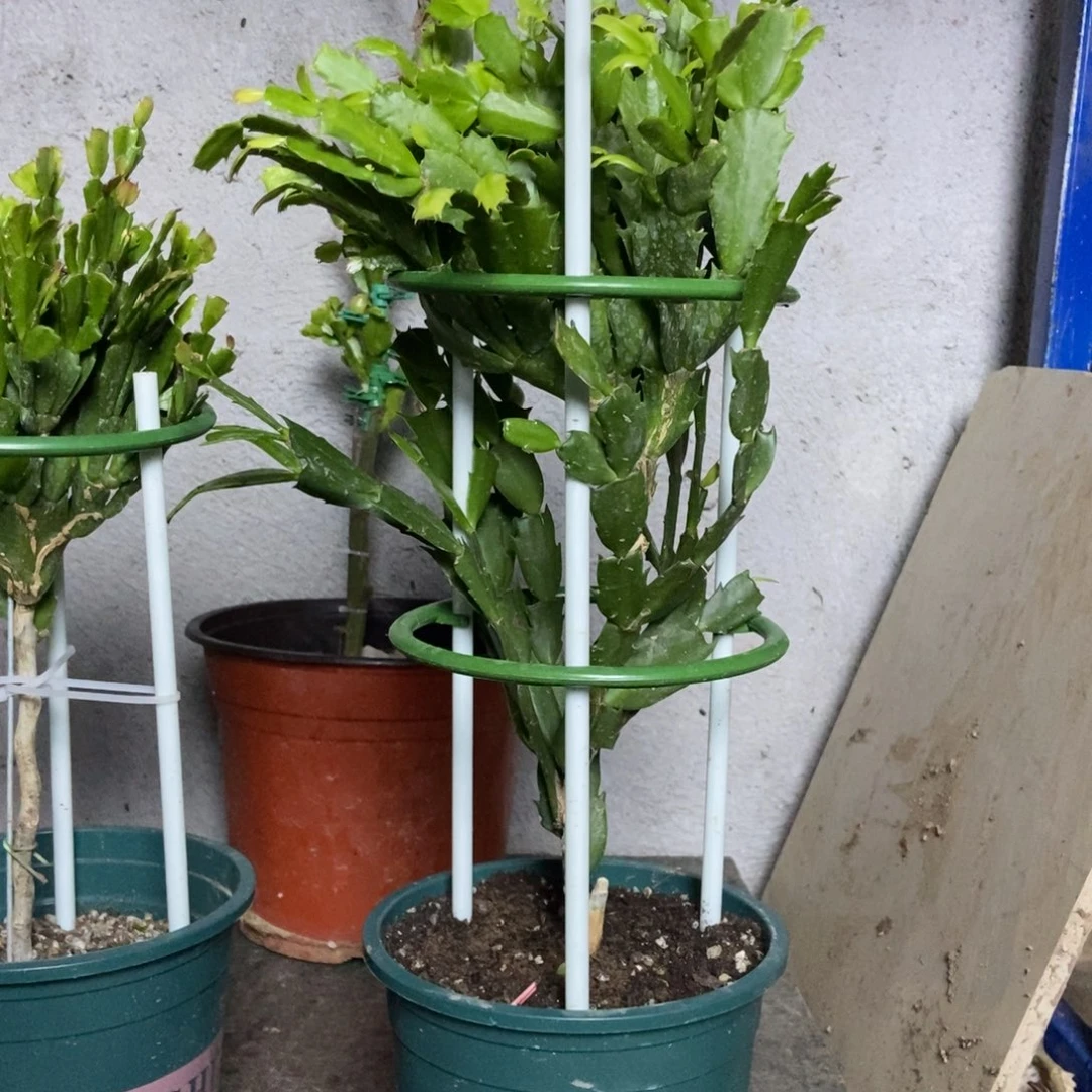 明***好无花朵两层三色叶仙嫁接第一盆